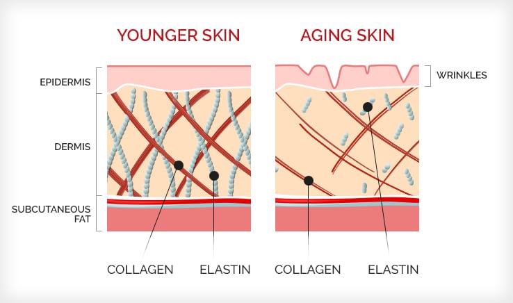 What is collagen Los Angeles
