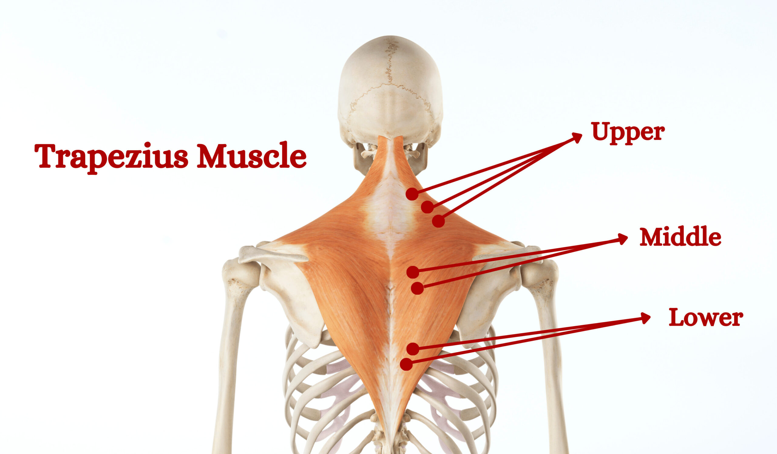 Understanding the trapezius muscle Los Angeles